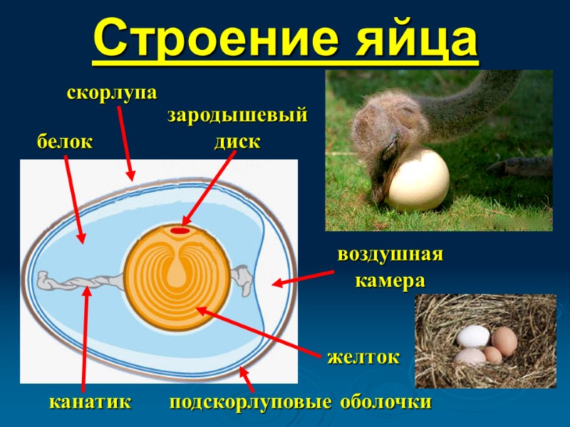 Строение яйца зародышевый диск скорлупа воздушная камера подскорлуповые оболочки белок желток канатик